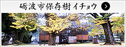 砺波市保存樹 イチョウ